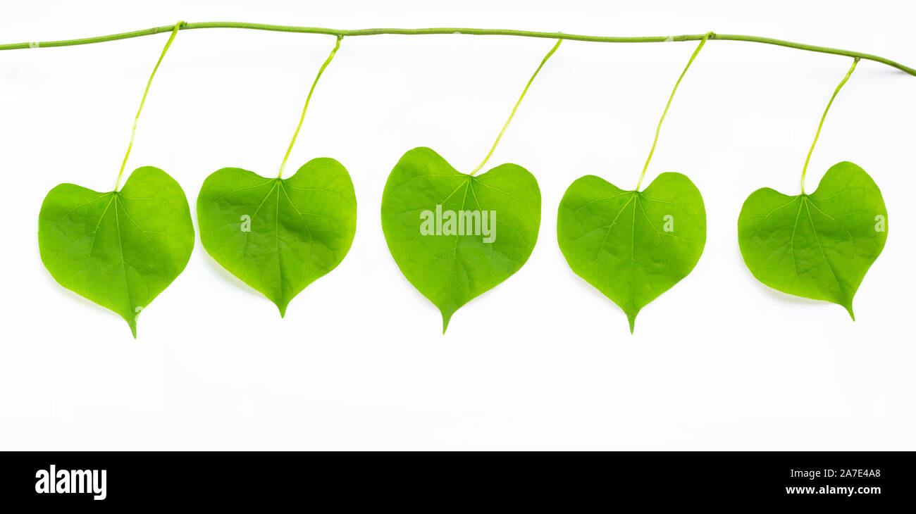 Green leaves heart shaped on white background Stock Photo - Alamy