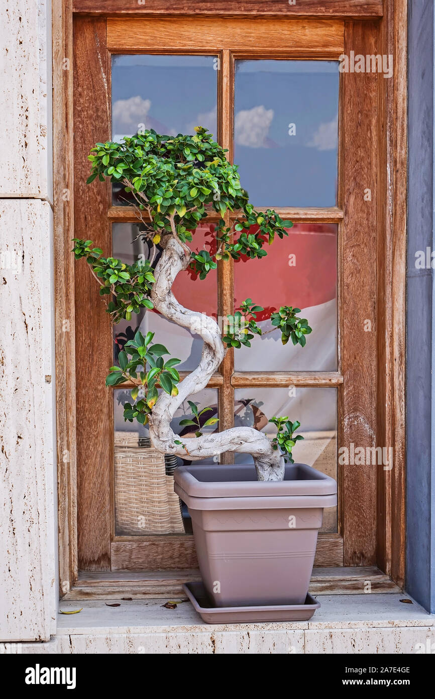 Natural miniature ficus plant bonsai tree in pot on window sill by