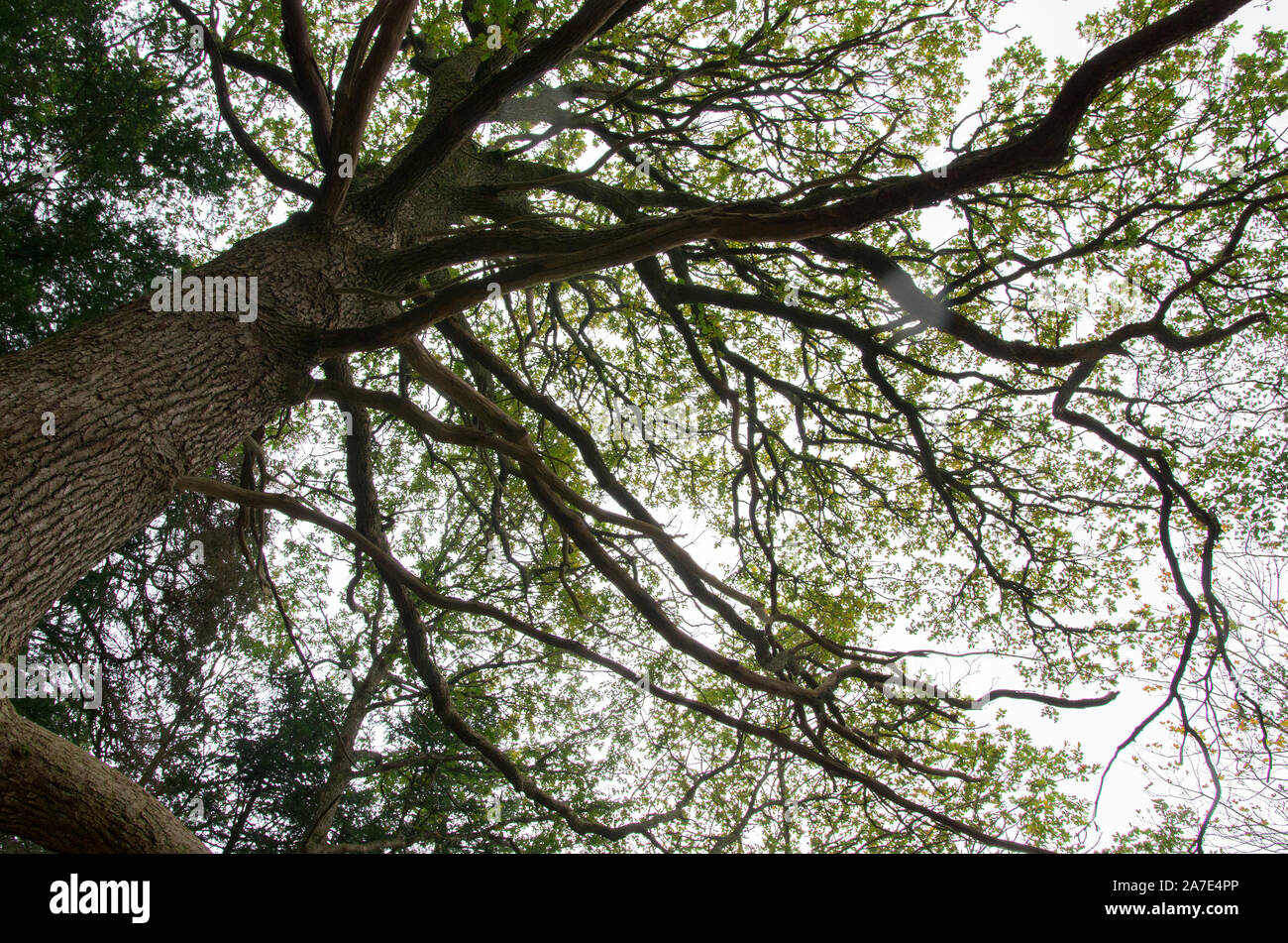 Oak tree against woods hi-res stock photography and images - Alamy