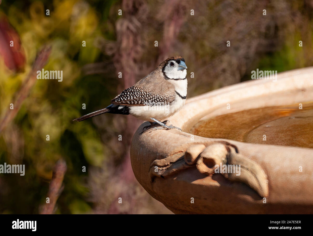 A Double-barred Finch perched on the dege of a bird bath in a home garden Stock Photo