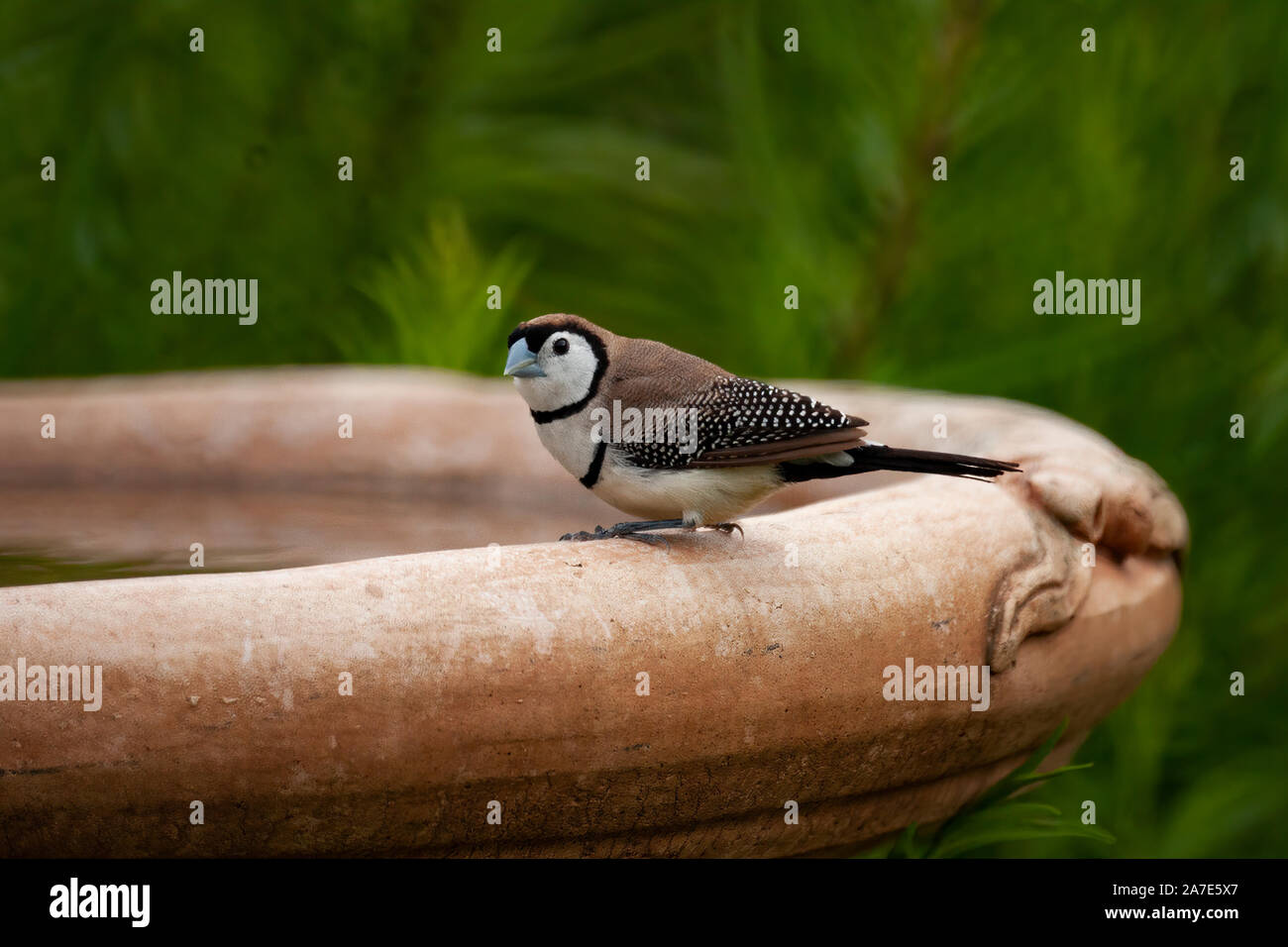 A Double-barred Finch perched on the dege of a bird bath in a home garden Stock Photo