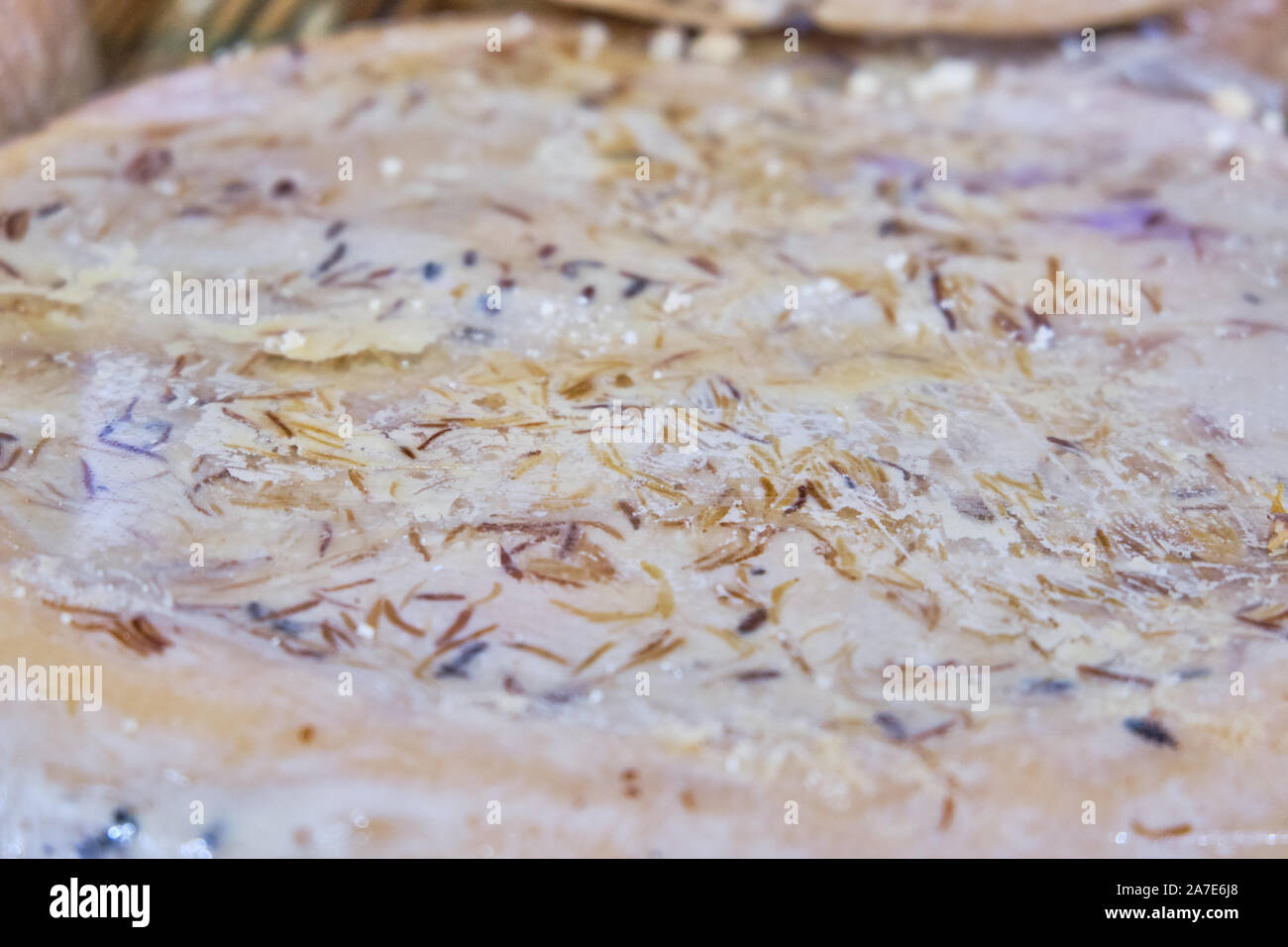 Casu Marzu, sardinian cheese with larvae of Piophila Casei Stock Photo