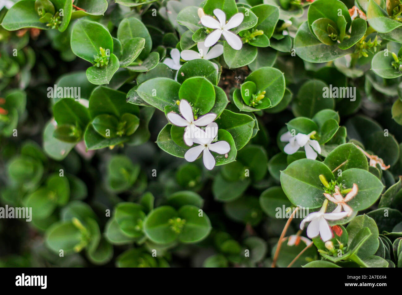 Carissa macrocarpa is a spiny, evergreen shrub containing latex. It produces shuny, deep green leaves and snowy white flowers. The ornamental plump, r Stock Photo