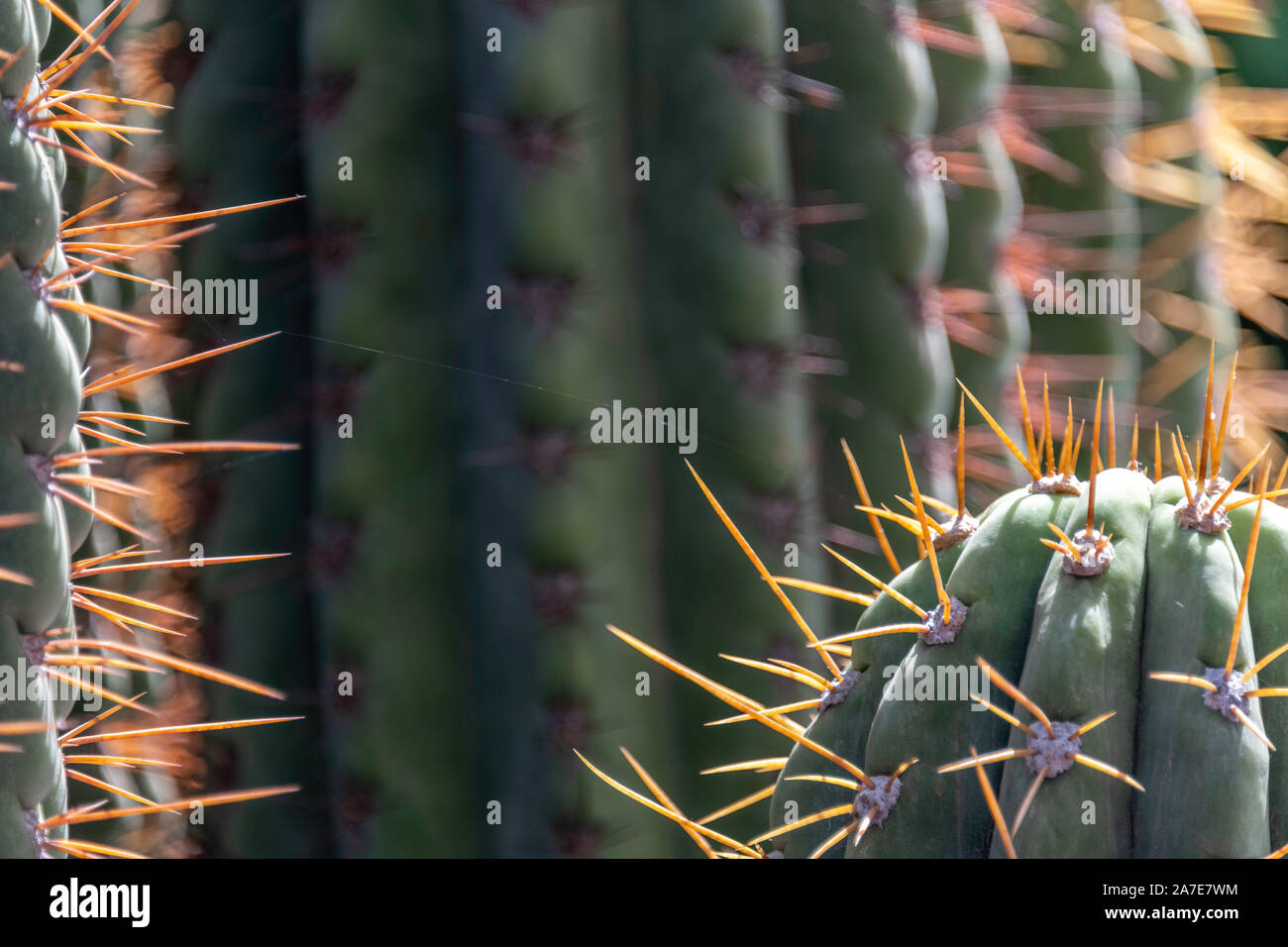 Detailed close-up of cactus showing orange spines and spider thread ...