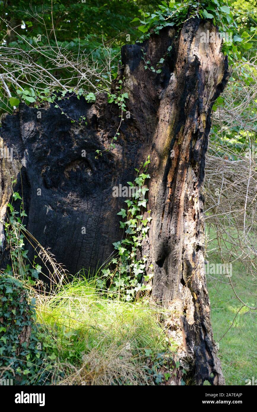one burned trunk full of green plants Stock Photo