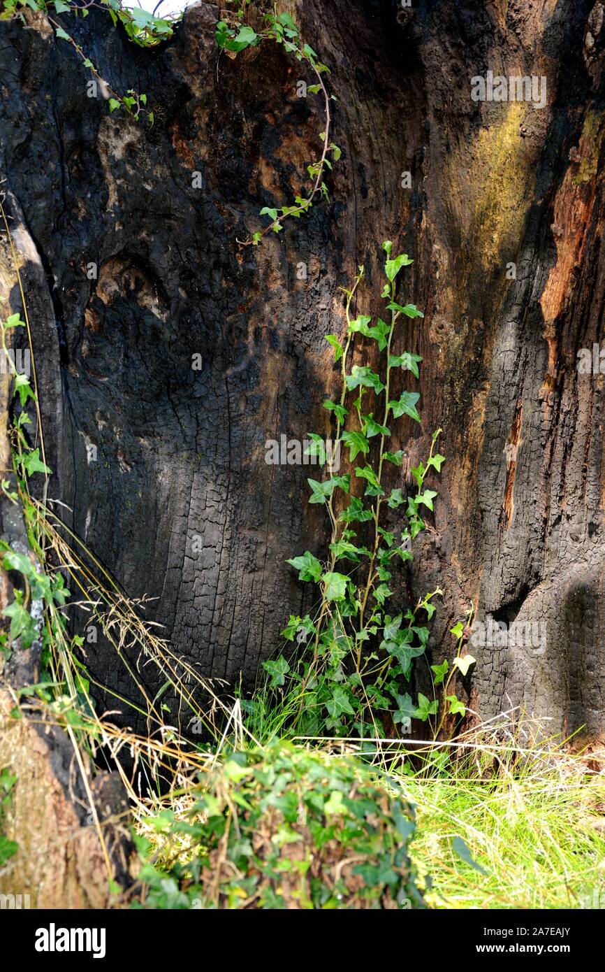 one burned trunk full of green plants Stock Photo