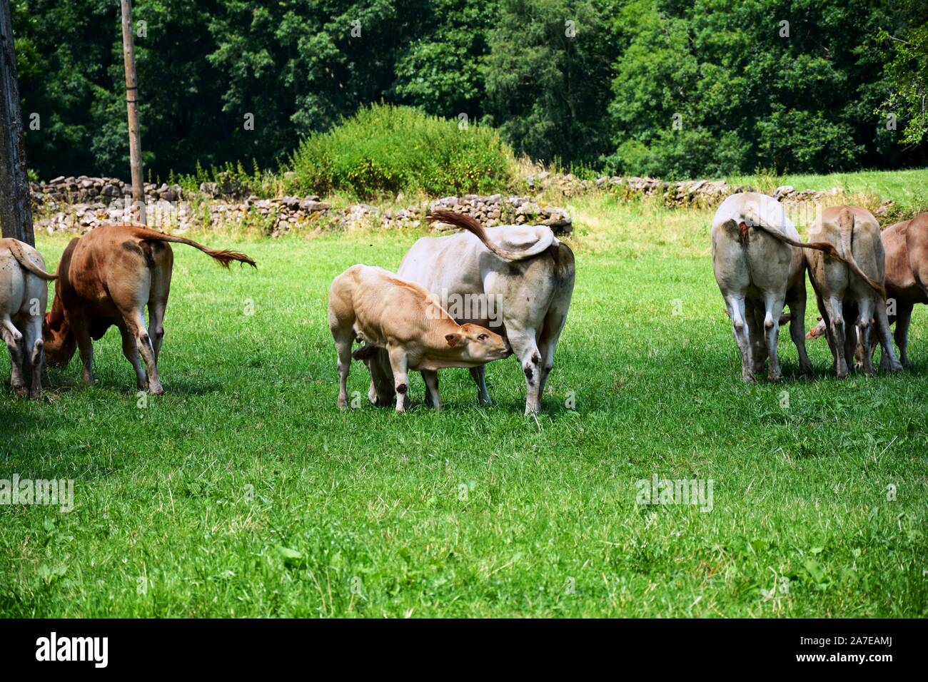 one calf sucking milk of the udder of its mother, the cow Stock Photo ...