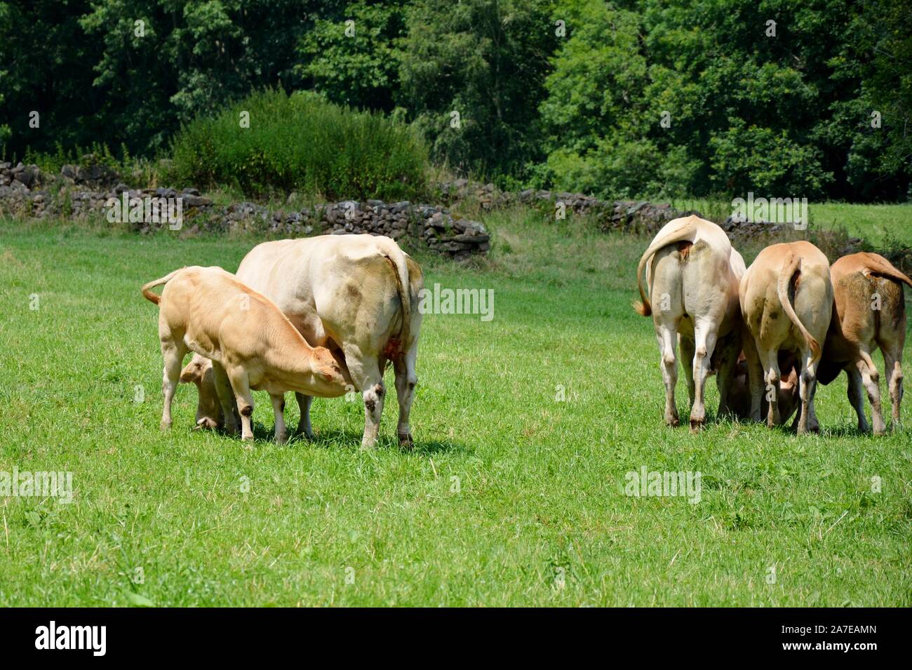 one calf sucking milk of the udder of its mother, the cow Stock Photo ...