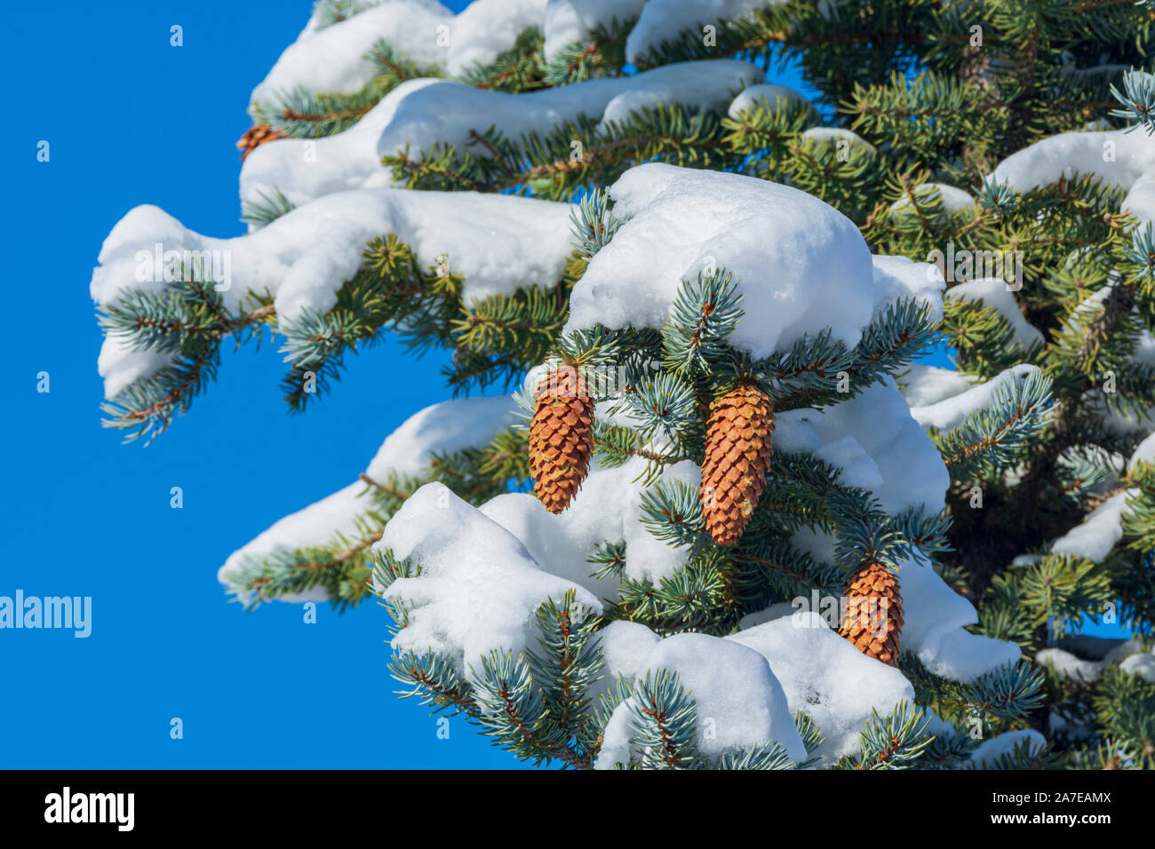 Douglas Fir tree (Pseudotsuga menziesii) branches with fresh snow showing pine cones and needles, Castle Rock Colorado US. Photo taken in October. Stock Photo