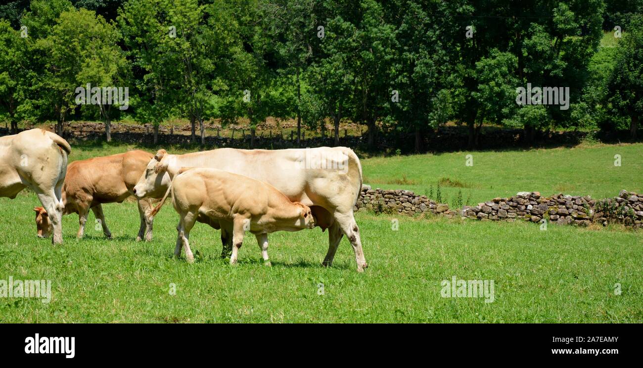 one calf sucking milk of the udder of its mother, the cow Stock Photo ...