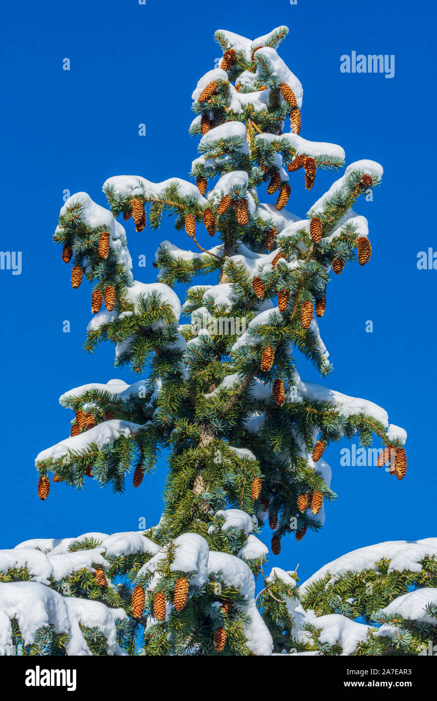 Douglas Fir tree (Pseudotsuga menziesii) branches with fresh snow showing pine cones and needles, Castle Rock Colorado US. Photo taken in October. Stock Photo