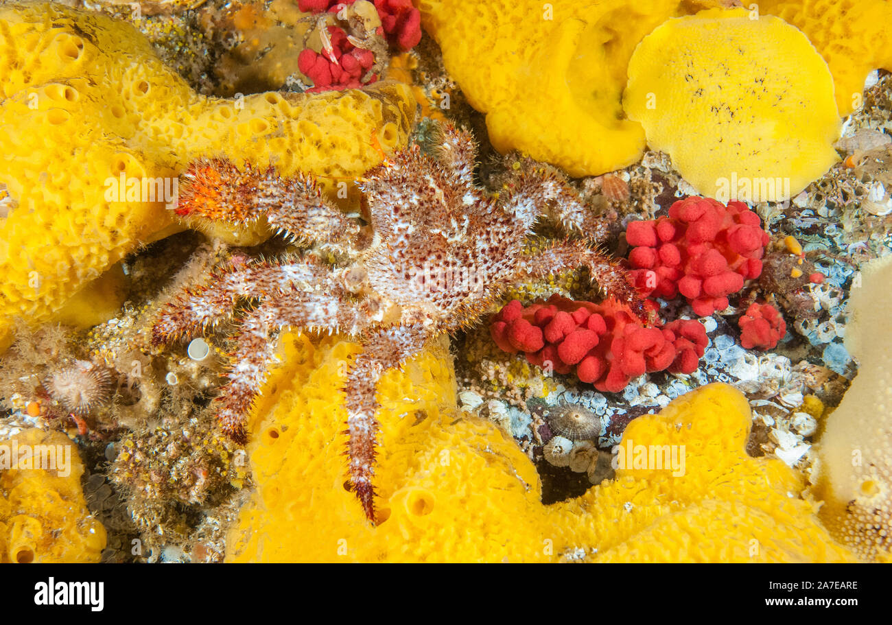hairy spined crab, Acantholithodes hispidus, Browning Pass, British Columbia, Canada, Pacific Ocean Stock Photo