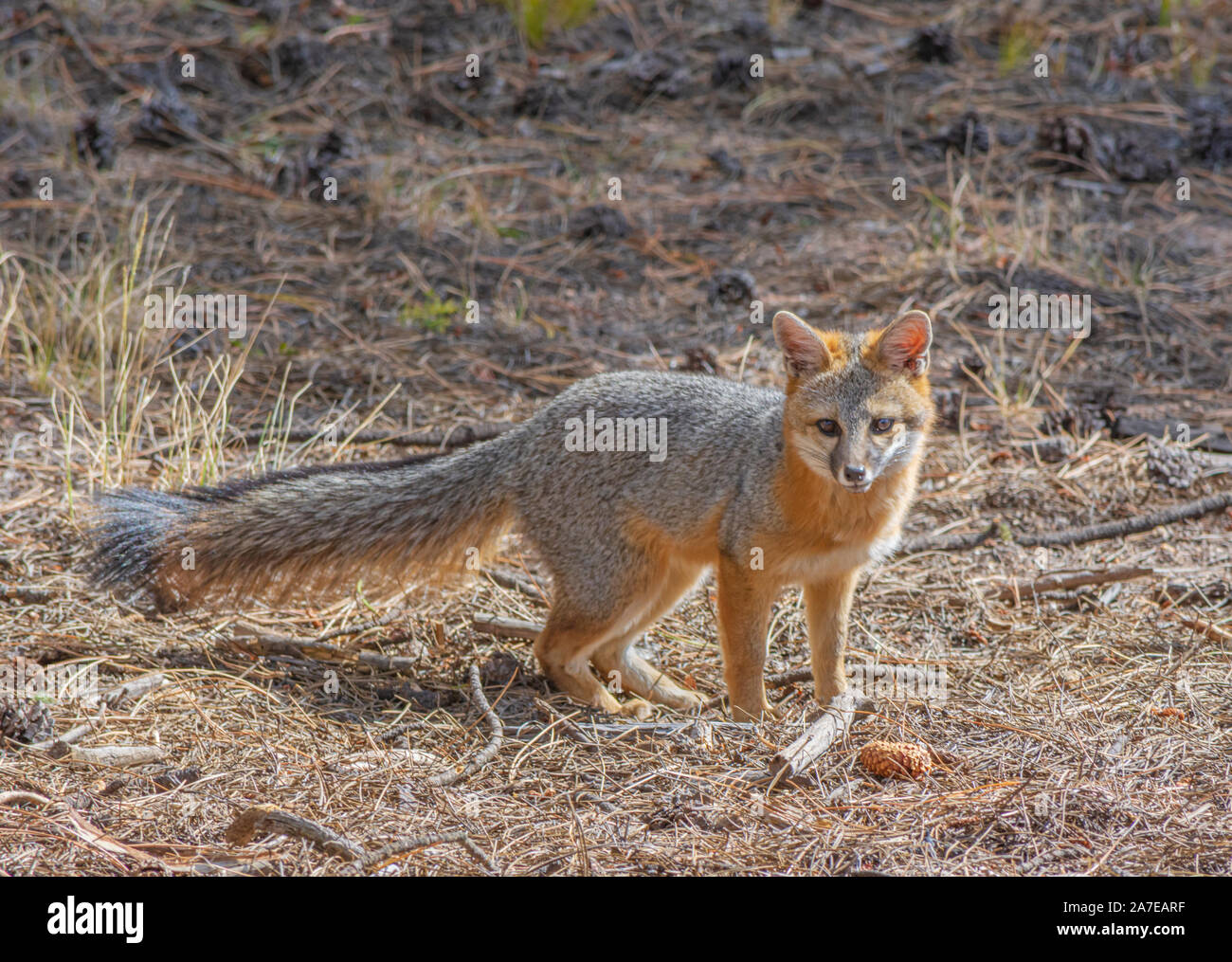 Young Gray Fox or Grey Fox (Urocyon cinereoargenteus), eyes photographer in the Pike National Forest Colorado USA. Photo taken in October. Stock Photo