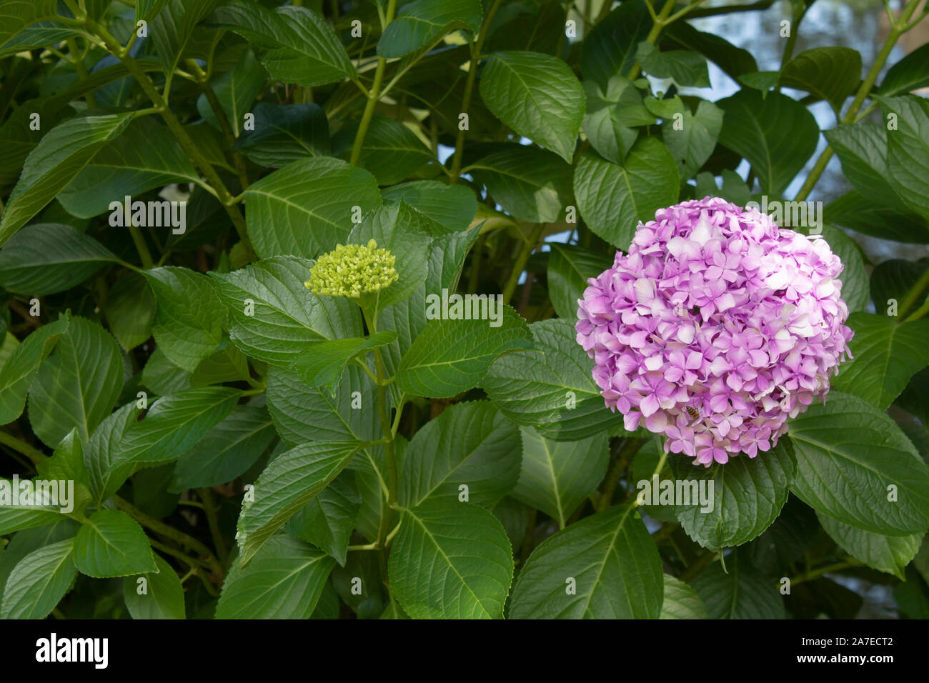 Close photo of a single flower of Hydrangea macrophylla pink plant ...
