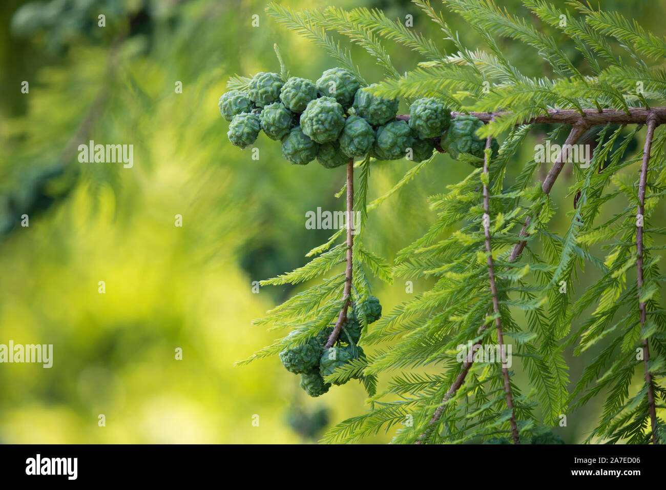 Fruits and leaves of Taxodium distichum tree. photographed in the forest. Blurred Background Stock Photo