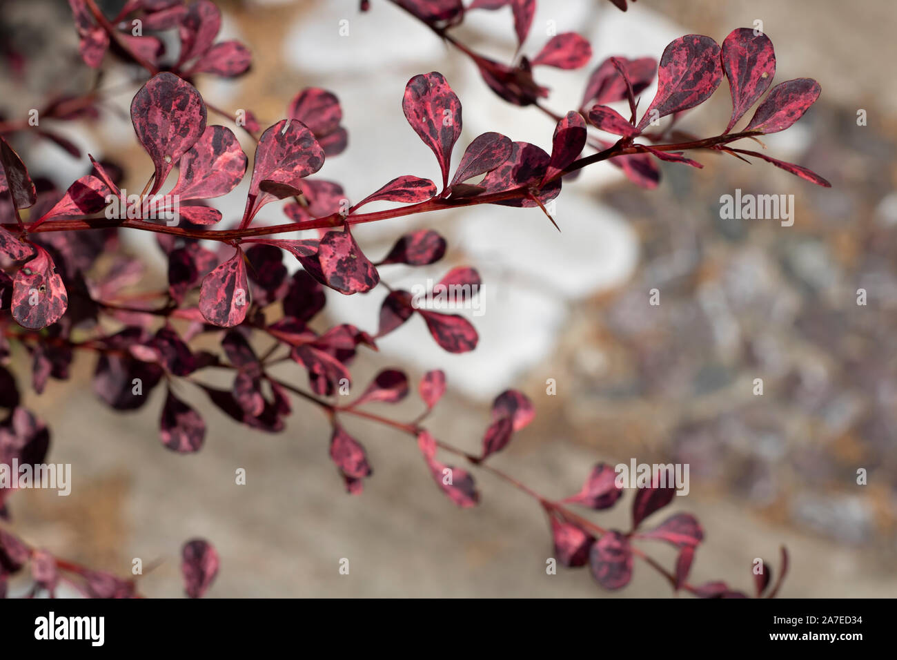 Close-up of branches and leaves of Iresine herbstii plant. It has dark purple colors. Photographed in summer .. Stock Photo