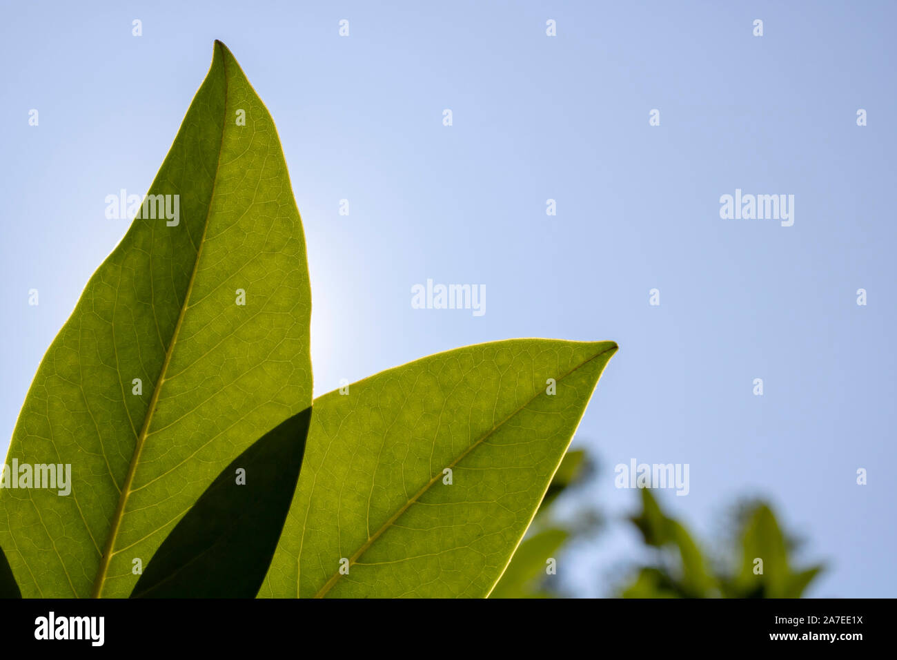 Close shot of the sky and Michelias plant. and blue sky in the background. Stock Photo
