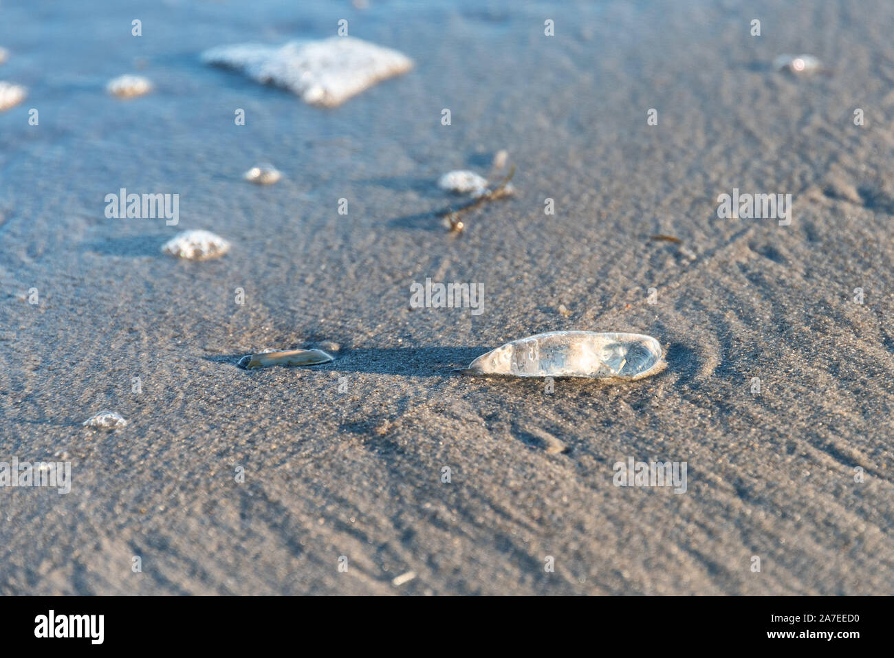 Salp washed up on the beach, Ocean City, New Jersey. Stock Photo