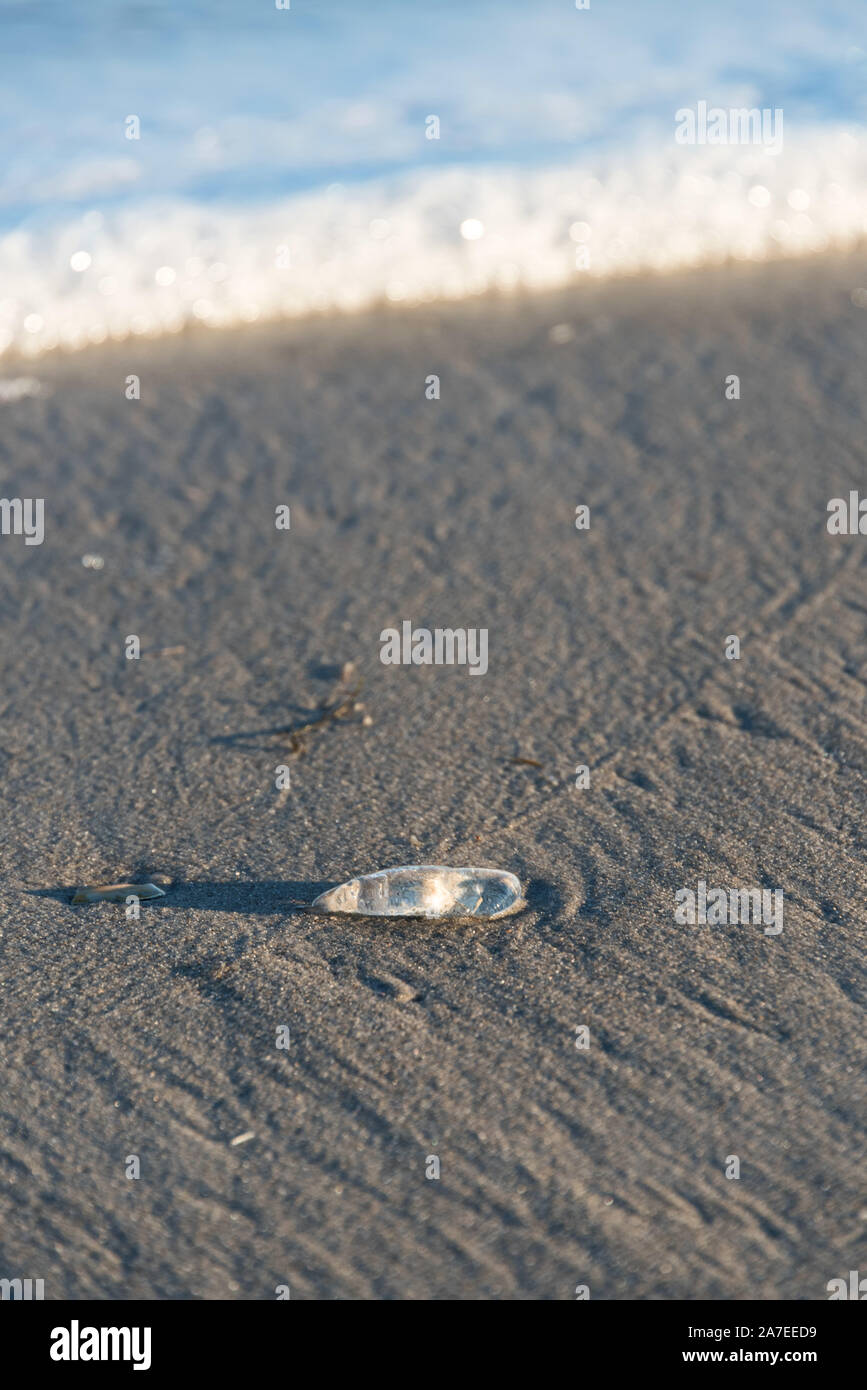 Salp washed up on the beach, Ocean City, New Jersey. Stock Photo