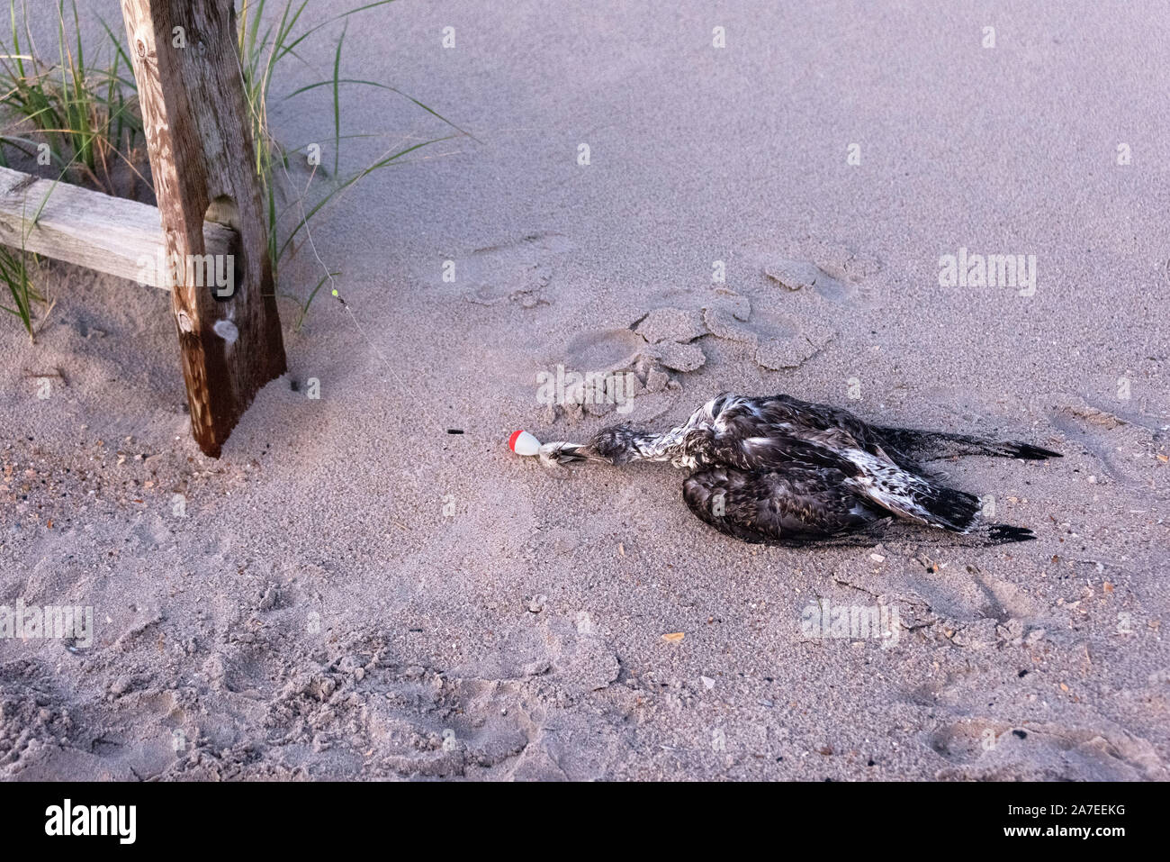 Juvenile Great Black-Backed Gull (Larus marinus) killed by fishing gear. Ocean City, New Jersey, USA Stock Photo