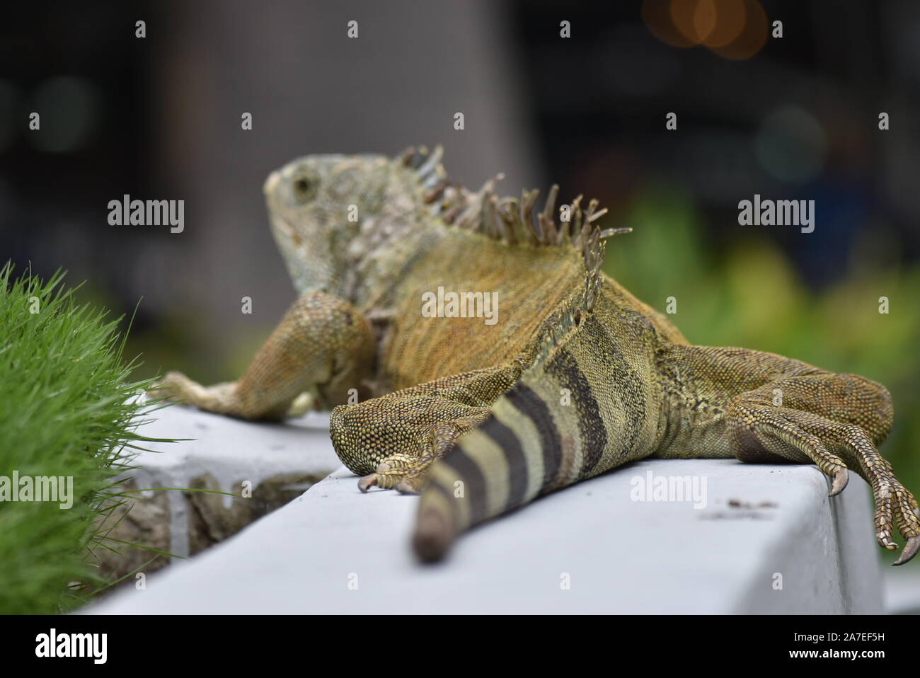 Iguana in the iguanas park in Guayaquil, Ecuador Stock Photo