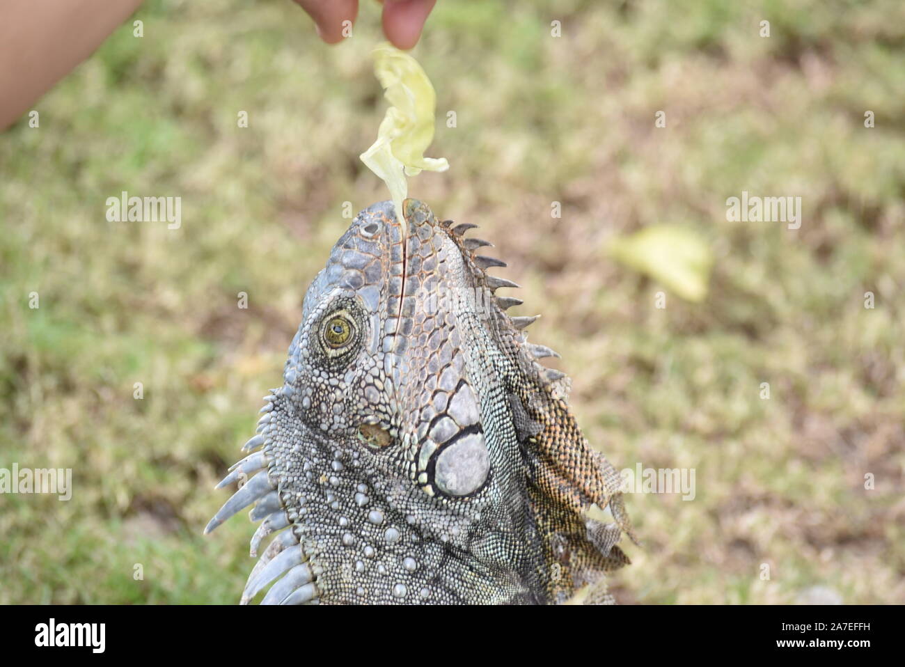 Iguana in the iguanas park in Guayaquil, Ecuador Stock Photo