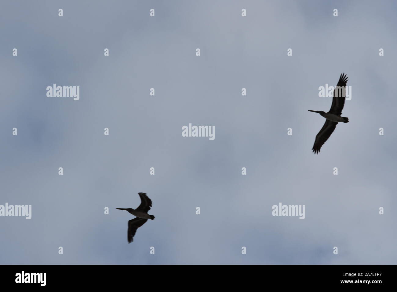 Birds flying on a cloudy sky Stock Photo