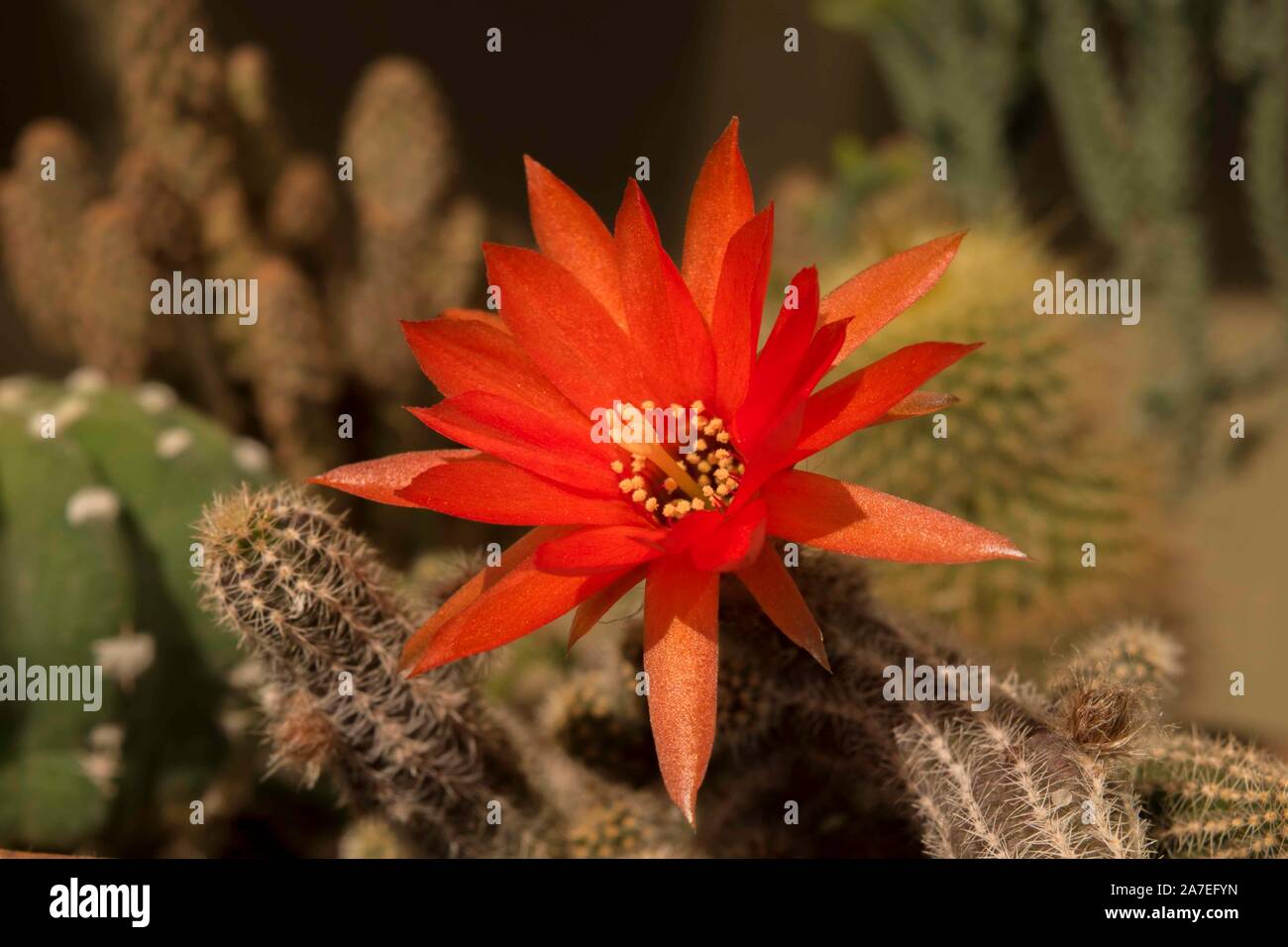 red cactus flower Stock Photo
