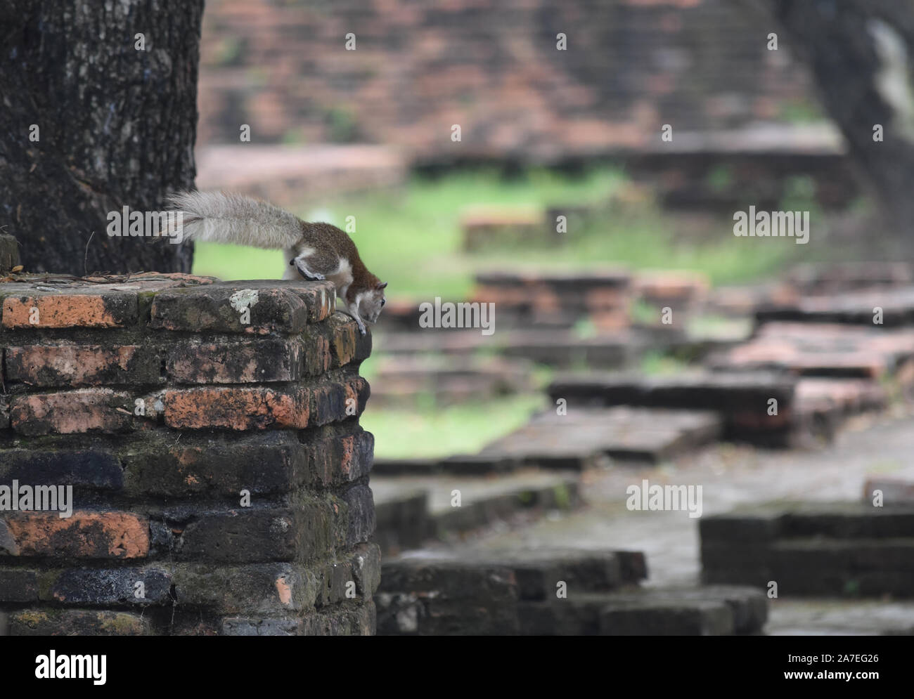 little squirrel in an old building Stock Photo