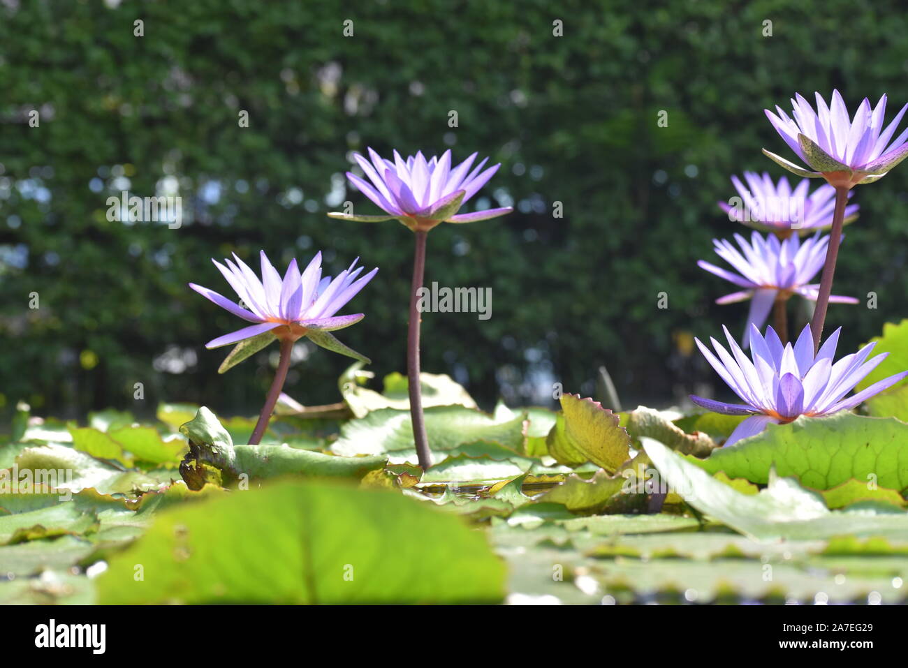 Lotus flowers in Bangkok Stock Photo