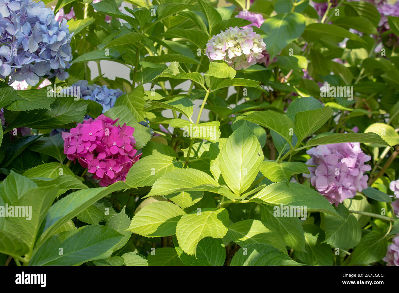 Close photo of a single flower of Hydrangea macrophylla pink plant ...