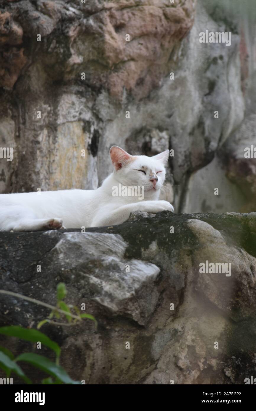 White cat sitting on the rocks Stock Photo