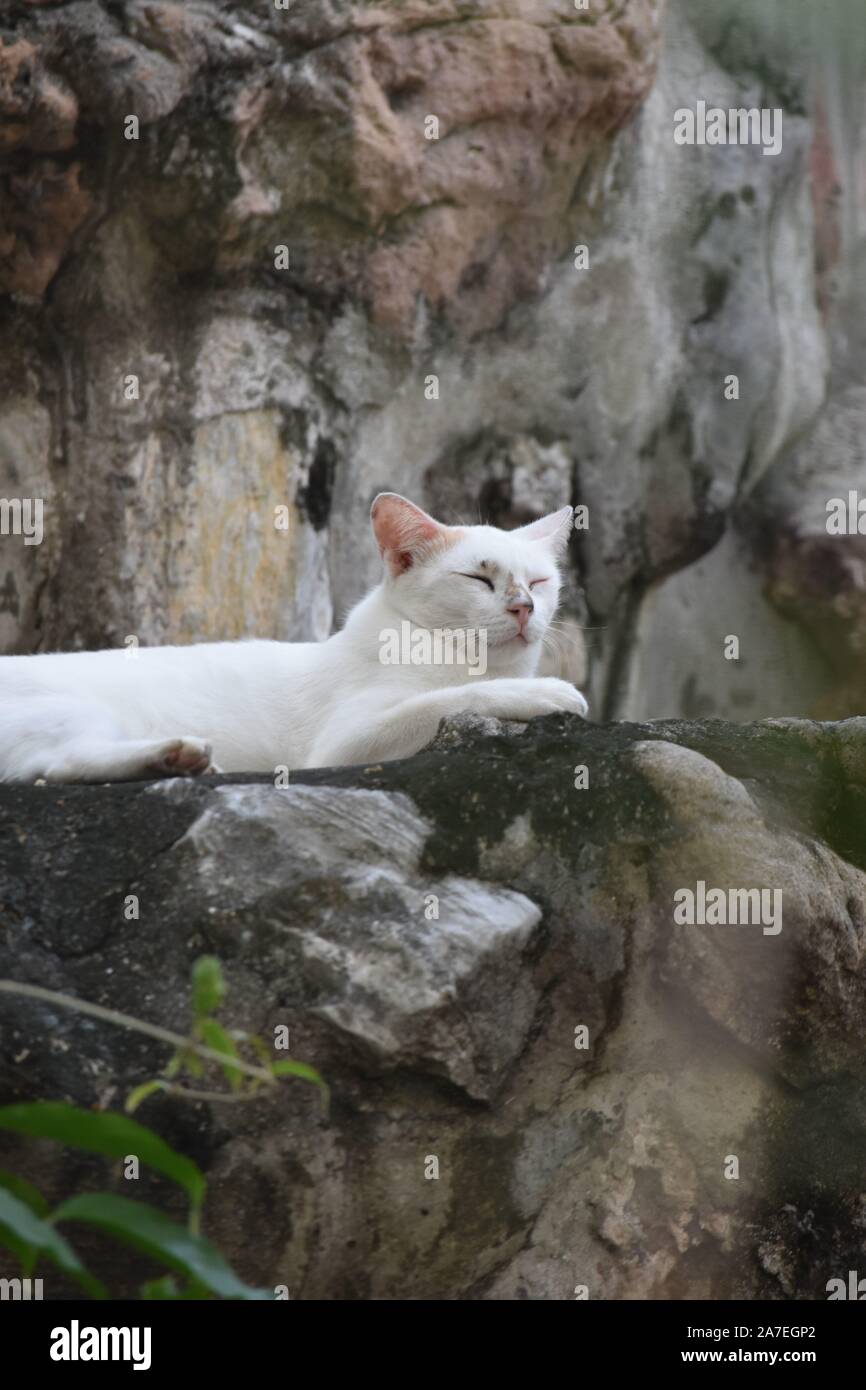 White cat sitting on the rocks Stock Photo - Alamy