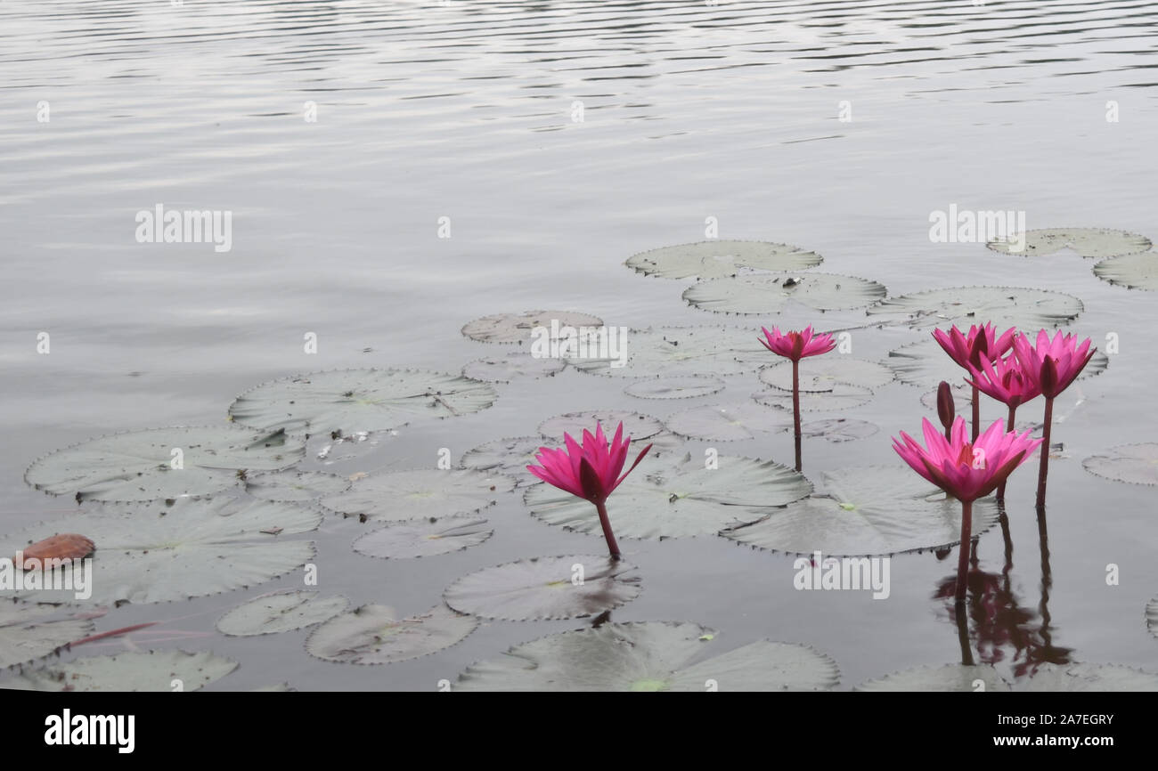 Lotus flower on a lake in Cambodia Stock Photo