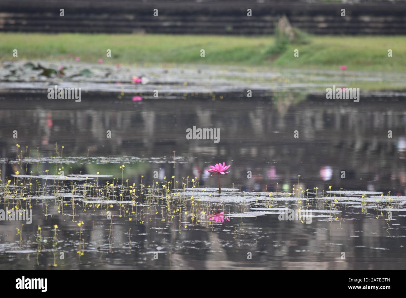 Lotus flower on a lake in Cambodia Stock Photo