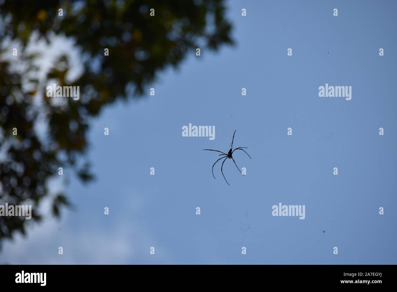 spider hanging from the tree Stock Photo