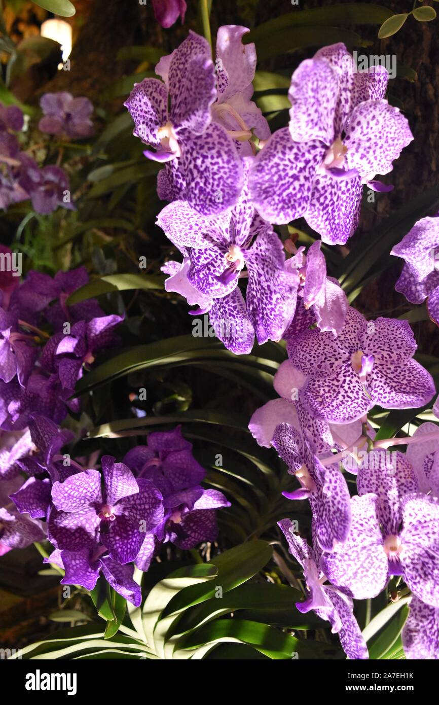 natural orchids in Thailand Stock Photo - Alamy