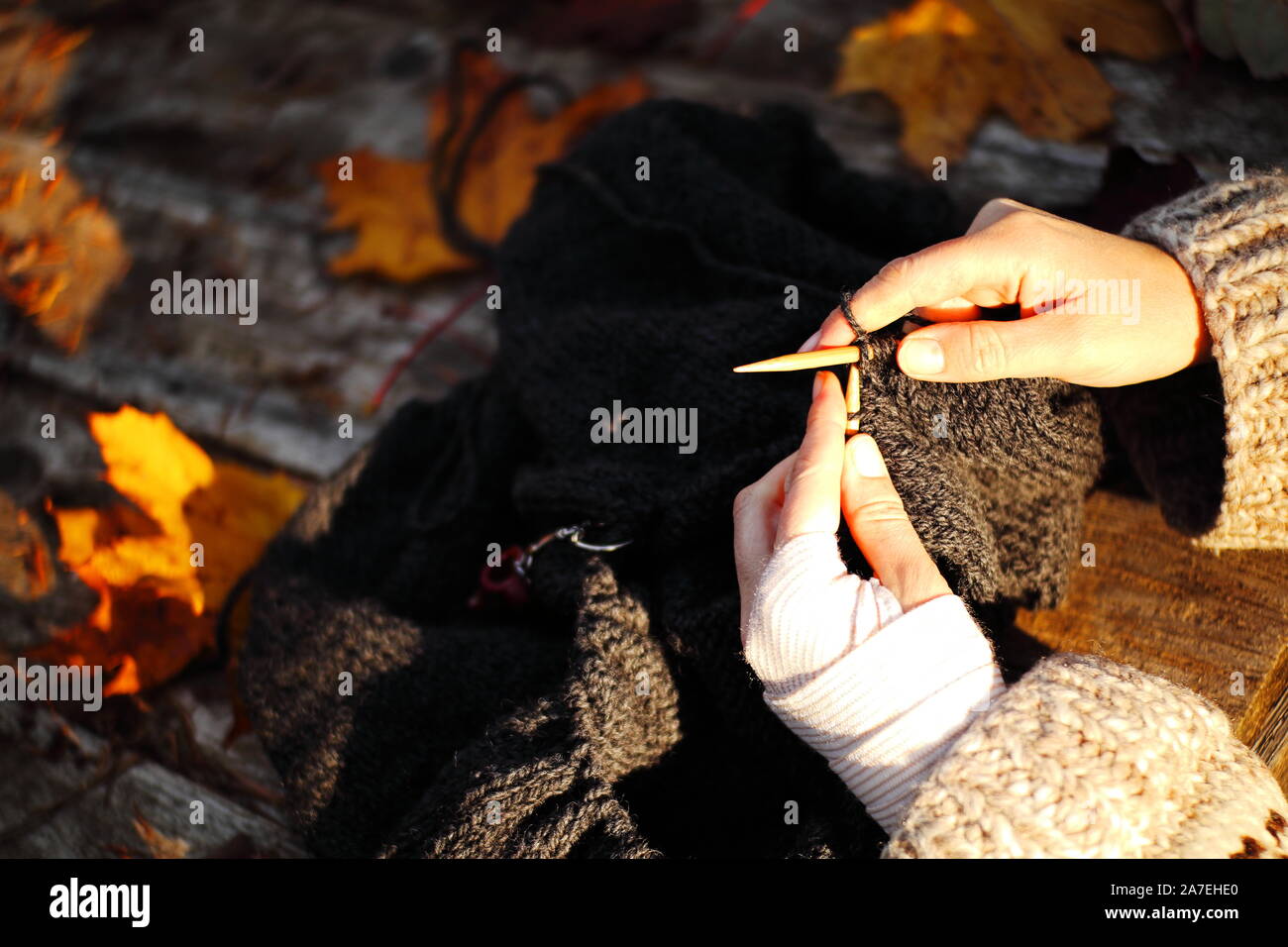 Knitting among autumn leaves after a fall.  The left wrist is bandaged for a sprain.   English style knitting (yarn throwing) at the end of the stitch Stock Photo