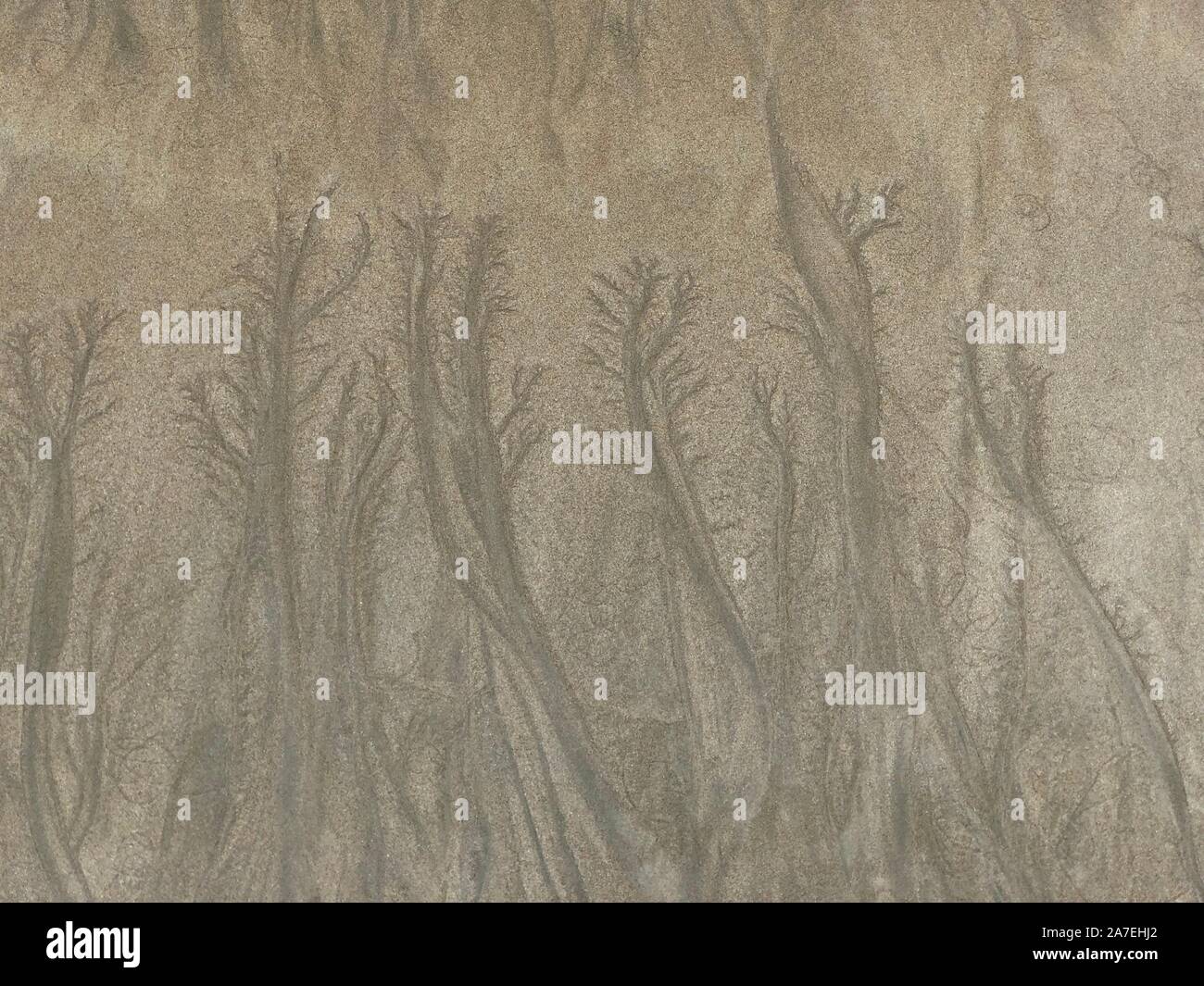 texture on the beach sand Stock Photo