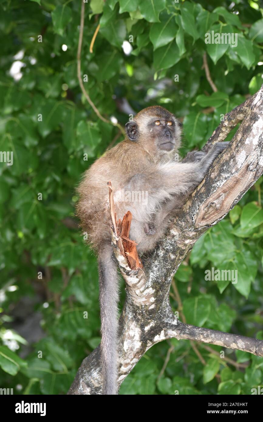 wild monkey in Thailand Stock Photo