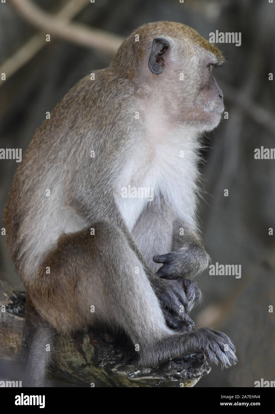 wild monkey in Thailand Stock Photo