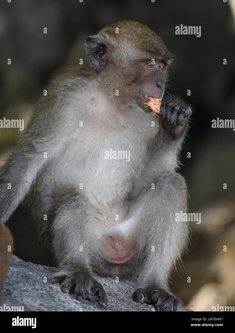 wild monkey in Thailand Stock Photo