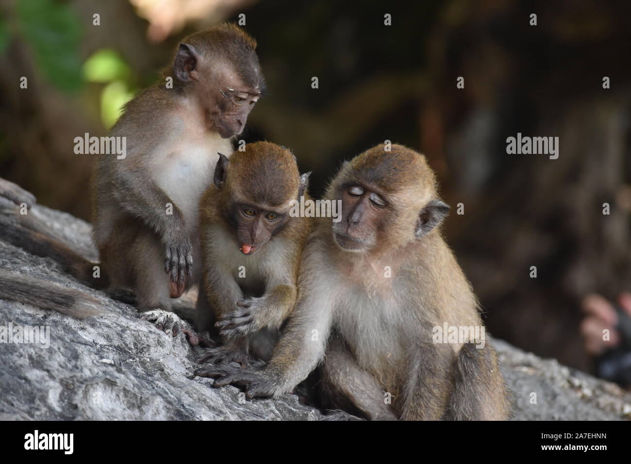 wild monkey in Thailand Stock Photo