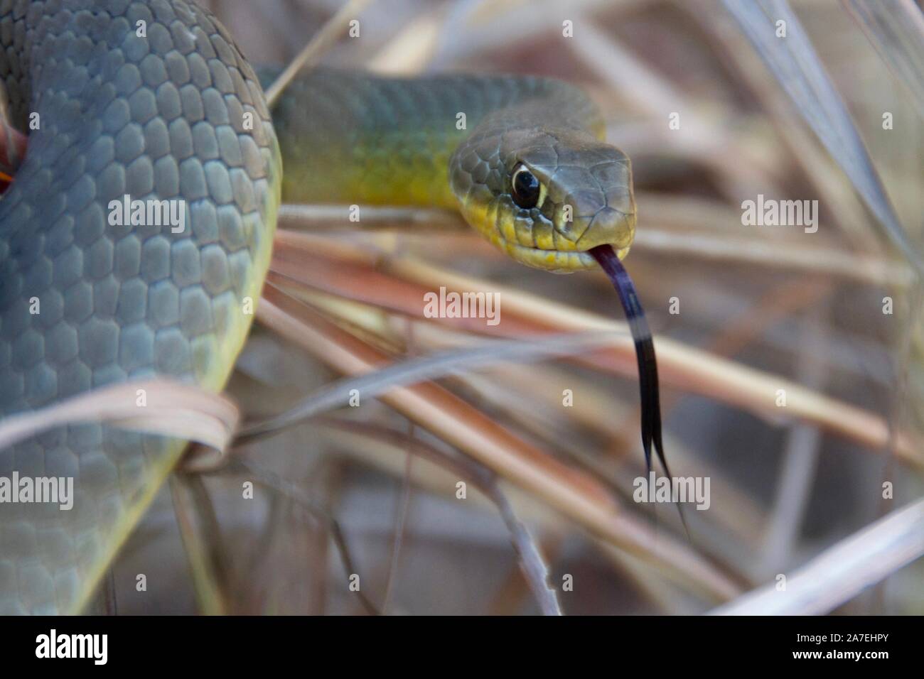 An eastern yellow-bellied racer at Great Salt Plains State Park, Oklahoma. Stock Photo