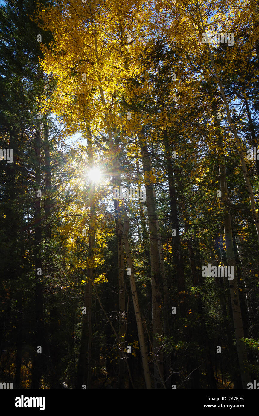 The late afternoon sun shines through a Autumn forest filled with colorful aspen trees. Stock Photo