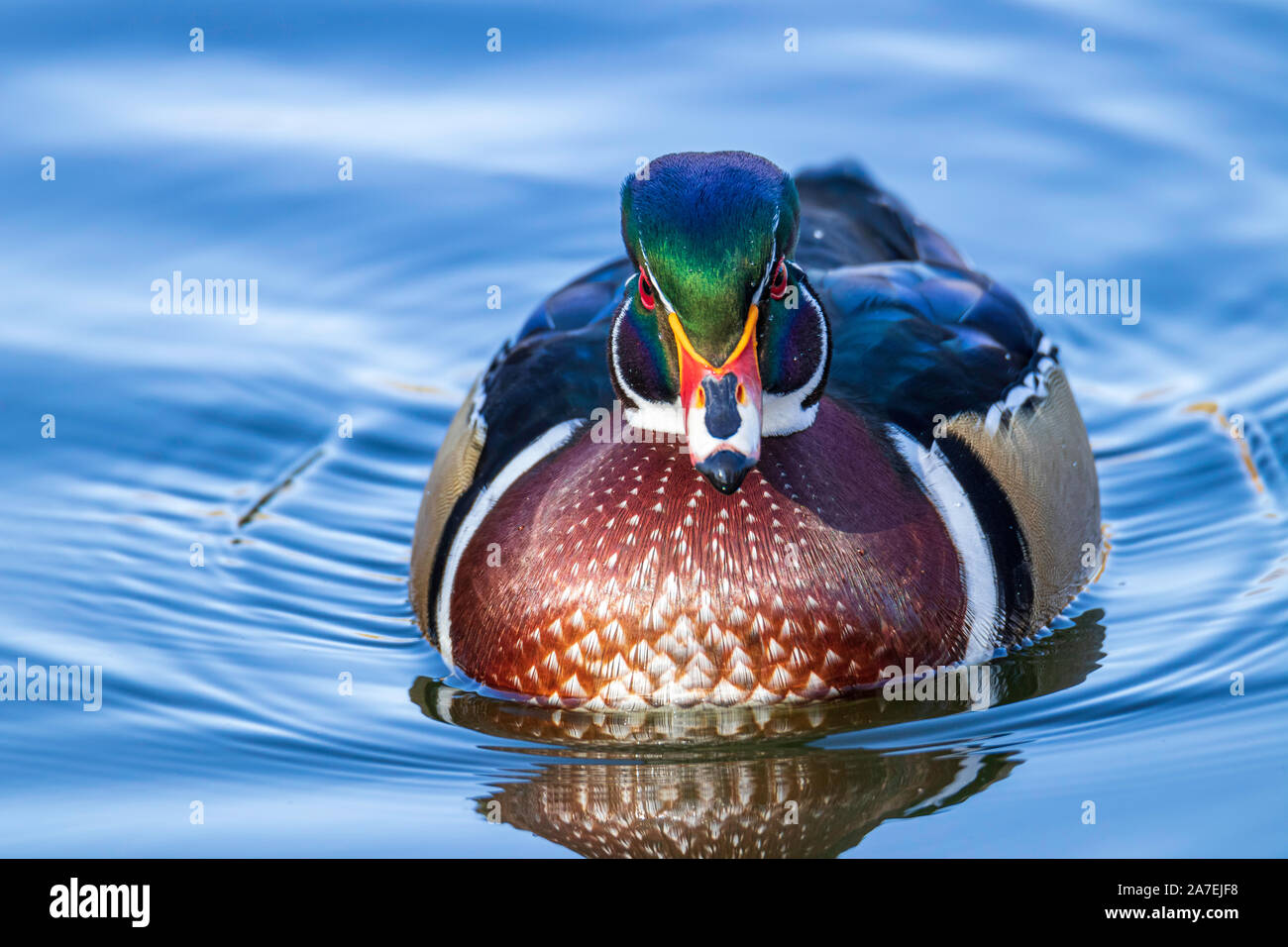 Colorado waterfowl hires stock photography and images Alamy