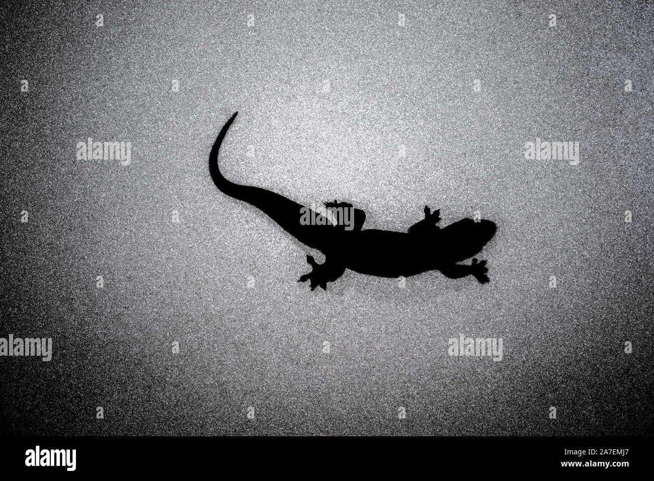 Black lizard Stock Photo