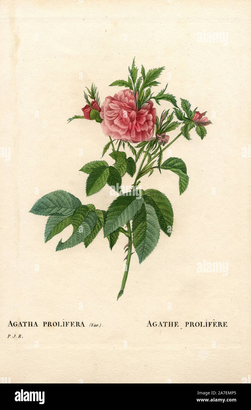 Agatha prolifere rose, Rosa gallica variety. Handcoloured stipple copperplate engraving from Pierre Joseph Redoute's 'Les Roses,' Paris, 1828. Redoute was botanical artist to Marie Antoinette and Empress Josephine. He painted over 170 watercolours of roses from the gardens of Malmaison. Stock Photo