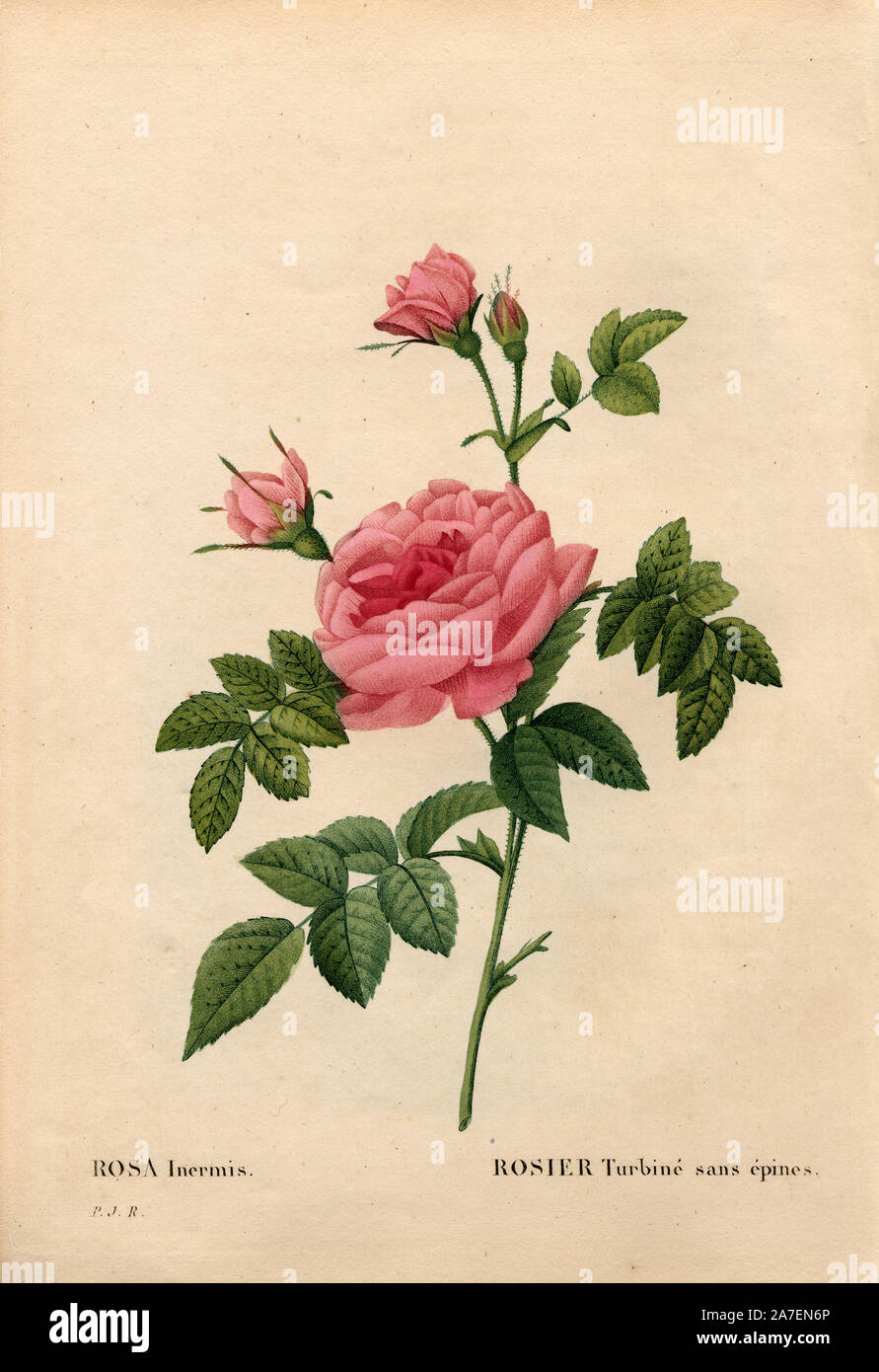 Rose without a thorn, Rosa francofurtana variety, Rosier turbiné sans épines. Handcoloured stipple copperplate engraving from Pierre Joseph Redoute's 'Les Roses,' Paris, 1828. Redoute was botanical artist to Marie Antoinette and Empress Josephine. He painted over 170 watercolours of roses from the gardens of Malmaison. Stock Photo