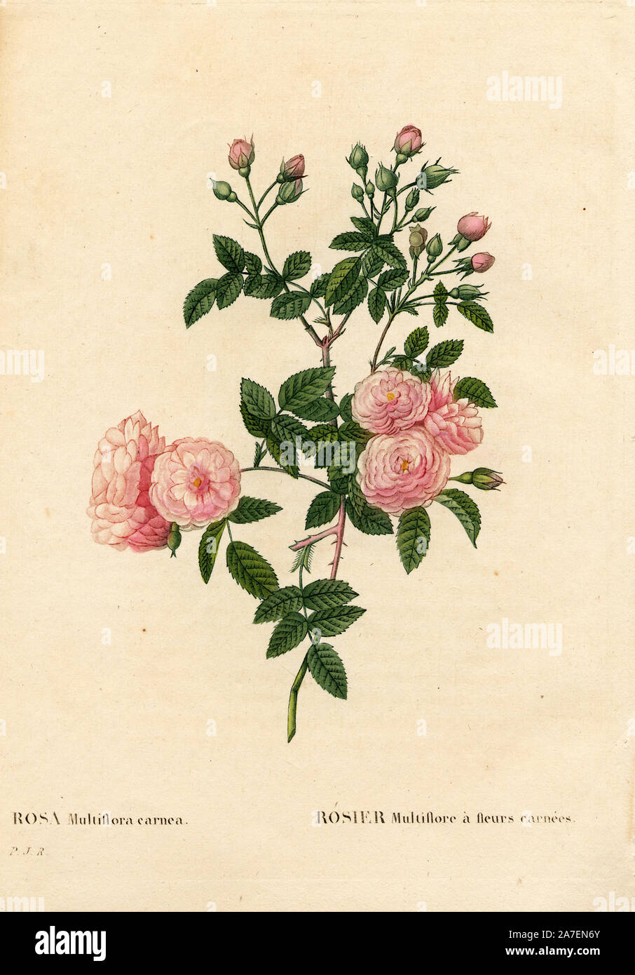 Flesh-pink multiflora rose, Rosa multiflora var. carnea, Rosier Multiflore à fleurs carnées. Handcoloured stipple copperplate engraving from Pierre Joseph Redoute's 'Les Roses,' Paris, 1828. Redoute was botanical artist to Marie Antoinette and Empress Josephine. He painted over 170 watercolours of roses from the gardens of Malmaison. Stock Photo